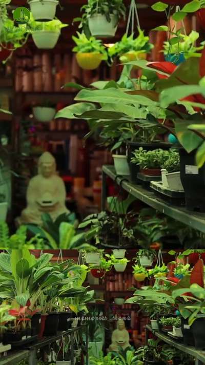 Bringing Nature Indoors: Discover the Beauty of Indoor Plants 🌿"

.
.
.
Location :📍Memory Stones
Kadappakada,kollam |
Thiruvalla

-
-
#MemoryStoneLandscaping #LandscapingGoals
#IndoorPlants #Houseplants #GreenLiving #InteriorDecor #PlantLove #IndoorGardening #PlantDecor #NatureInside #HealthyHome #GreenThumb