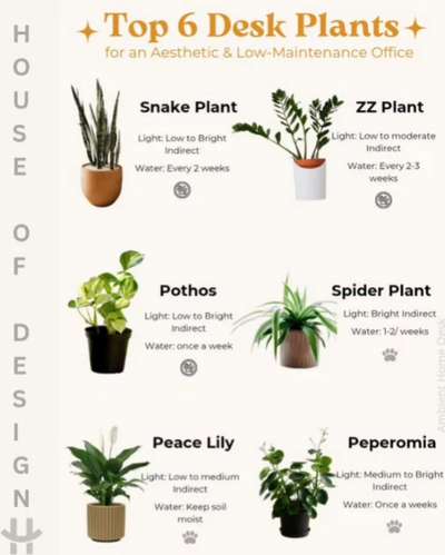 INDOOR PLANTS