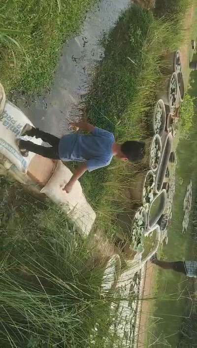 Lotus and ambal plant for sale and all type plant avilable heare kuzhippallam nellimoodu tvpm