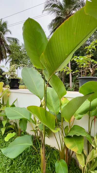 “The lawn and garden area is thoughtfully designed to enhance the aesthetics of the home. The garden is landscaped with easy maintenance plants ensuring year round beauty which is a perfect place for an evening walk or a casual gathering for the residents.”

Residence for Mr. Akash 
Location : Koyilandy 
Area: 2800sqft
Budget: 1 cr

#Architect #architecturedesigns #Architectural&Interior #kerala_architecture #architecturedaily #architectsinkerala #best_architect #Residencedesign #residenceproject #residencedesigns