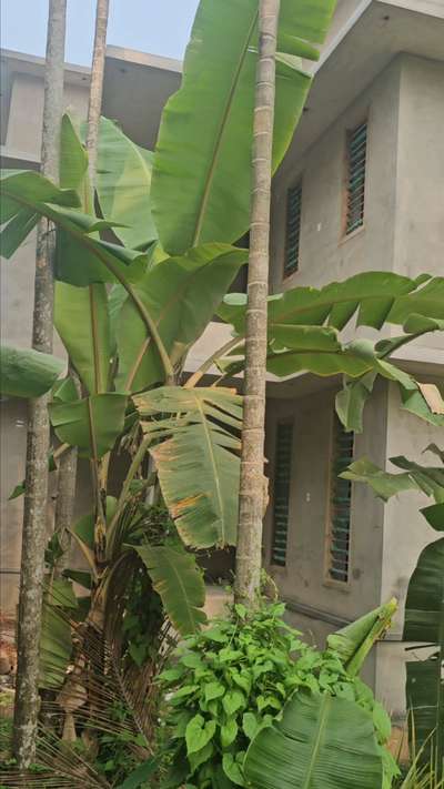 വൈറ്റ് സിമന്റ് സ്പ്രേ