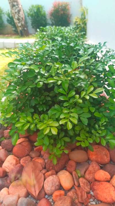 After Pearl Grass lawn maintenance and shrubs trimming #pearlgrass #lawnkerala #keralagarden #LawnCare