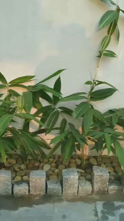 #bamboo  #bambooFences  #cobilstone  #cobbles  #Cobble # landscape  #GardeningIdeas  #naturalstones