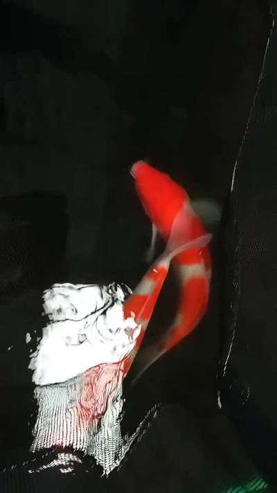 #koifish  #japanesekoi #fishpond#luckyfish#kerala#special #koi love#