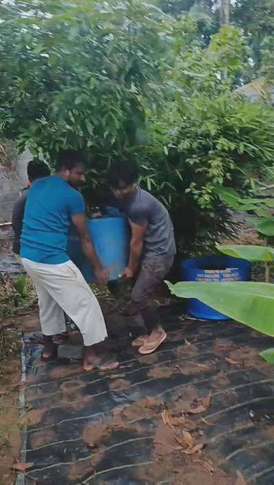 Loading Longan fruit mother plant. client Mr. santhosh Mavelikkara. contact abiya garden for for fruits gardening.