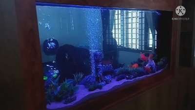 #aquarium  #automation  #nature🍃  #innovativedesigns  #partiction