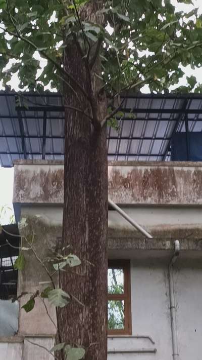 80 inch & 70 inch വണ്ണം ഉള്ള തേക്ക് മരം വിൽപനക്ക് 
180 CFT  
call 8848906476