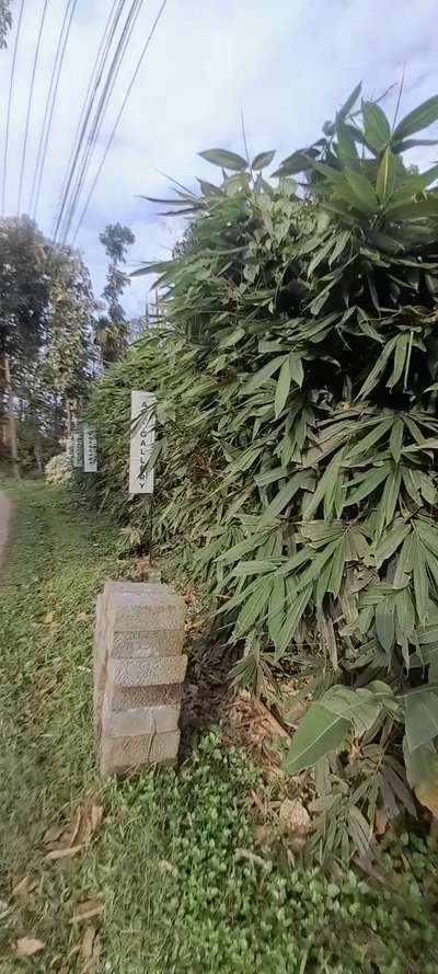 golden bamboo 
 #waterproofings
 #waterproofingwayanad
 #waterproofingwayanadcompany
 #mericonwaterproofing