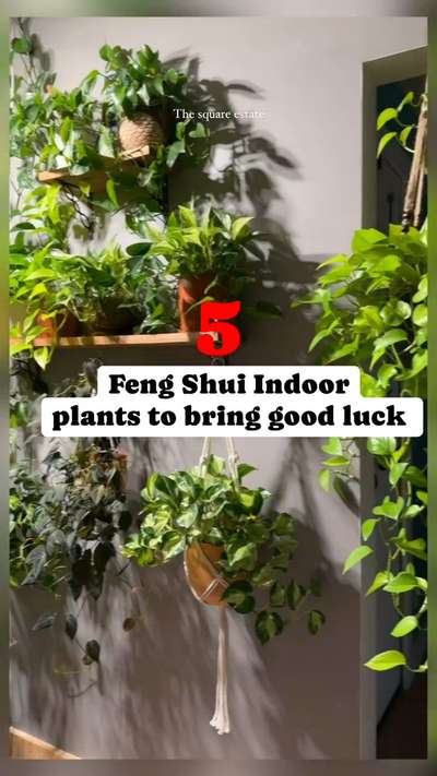 5 indoor plants you can have in your home and office #koloapp #trending #IndoorPlants #koloreels