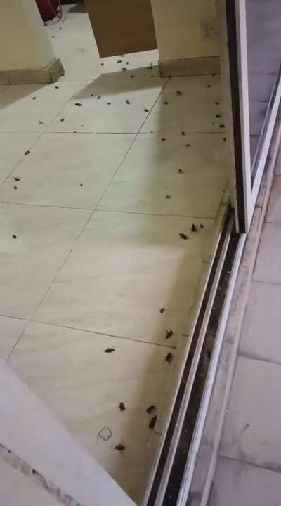 #anti-pest #pestcontrol #pest #termite