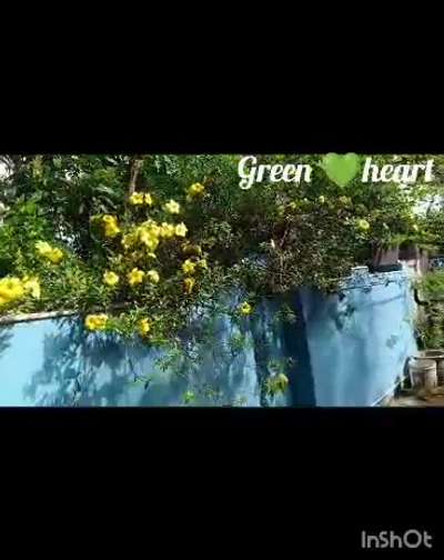 Green heart💚 stone work+landscaping+monthly garden maintanance+ fruits garden +vegitable garden +vertcal garden+ indoor+ outdoor garden+vertical garden# Deforesation# contact☝️