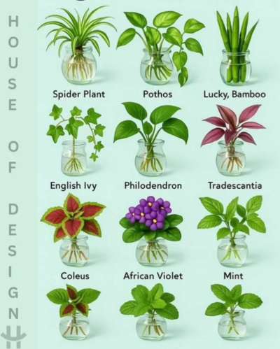 WATER  PLANTS (GLASS POT)