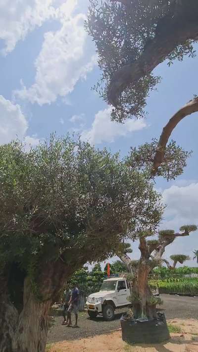 available olive tree 
9497610000