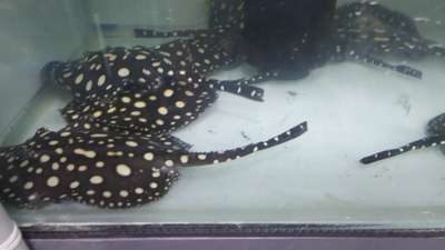 #sting_ray
#freshwater #polcadot #blueway_aquaworld  #aquarium
#fish #IndoorPlants #fishtank #mavelikara