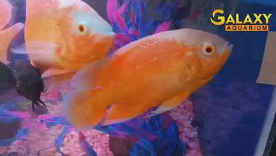 #oscar_fish #aquarium #wall_aquarium