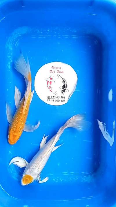 #koiponddesign  #koifish #koicarp #koipondfiltration #vengara koi fish