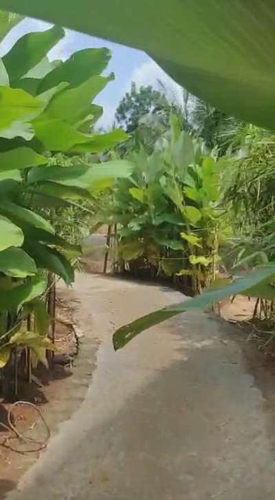 തൃശ്ശൂർ സൈറ്റ് landscaping  work in progress