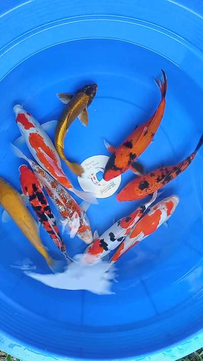 #koicarp#koipond#koi#fishtank#new#kerala#kolo#