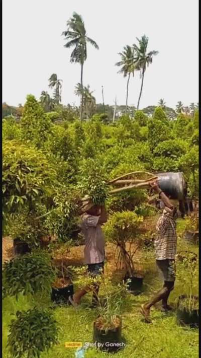 MULTI HEAD PLANT'S AVAILABLE IN KASARAGOD 
9497610000