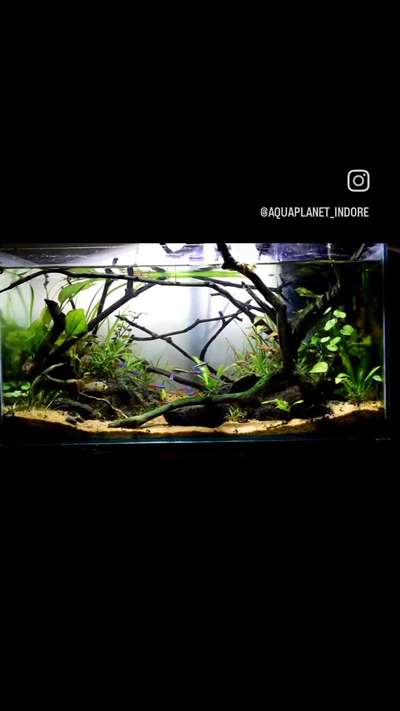 Fishtank with real plants jungle style 
.
.
.
 #fishtank #InteriorDesigner #Peace #luxurydesign #aquarium #gardening