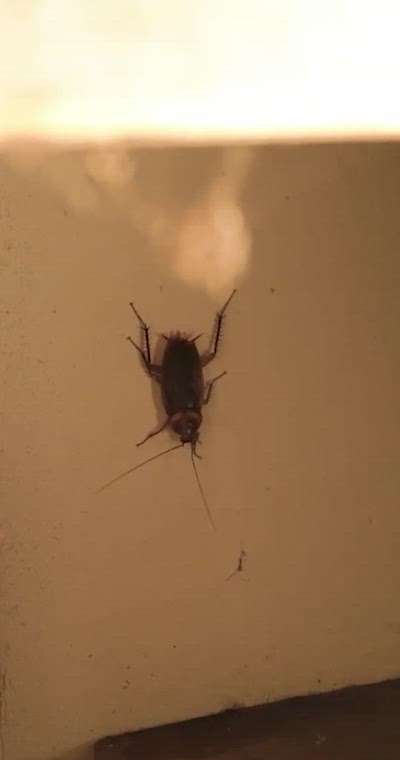 🪳 Cockroaches in Your Kitchen Sink? Here's the Real Cause! 🚰

If you're spotting roaches crawling up from your kitchen sink drain, it's not just gross—it's a plumbing problem! The real culprit might be negative air pressure and a missing or faulty Air Admittance Valve (AAV).

👀 In this reel, we show you:
✔️ How cockroaches sneak in through your drain
✔️ Why your plumbing system needs proper venting
✔️ How an Air Admittance Valve can solve the issue

💡 Say goodbye to smelly drains and creepy crawlies—fix your plumbing the smart way!

🔧 Follow for more home maintenance tips!

FOR MEP INQUIRIES, REACH OUT TO


#eenokiinfraconsultancy #mepdesigning #electricalsolutions #electrical #safety
📍 #KitchenHacks #HomeTips #PlumbingProblem #CockroachInfestation #AirAdmittanceValve #DrainProblems #KitchenSinkFix #DIYHomeRepair #StopCockroaches #AAVSolution