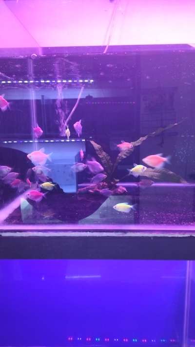 #aquariums  #wallaquariums  #widow  #tetra  #fishtank  #fishes