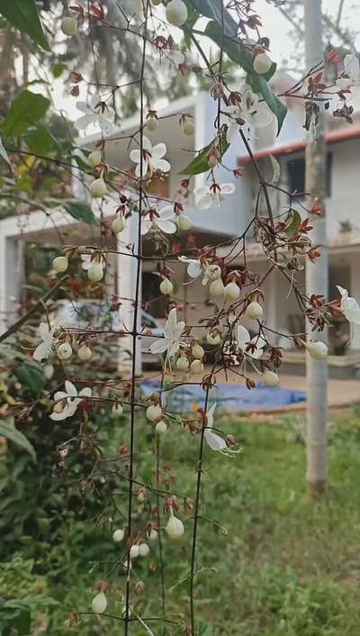 Ongoing renovation project at Kalikkadavu, Kasargod


#sketchesandstories #HomeDecor #exteriors #HouseRenovation #Kasargod #Kannur #keralaart #kolopost #kolo