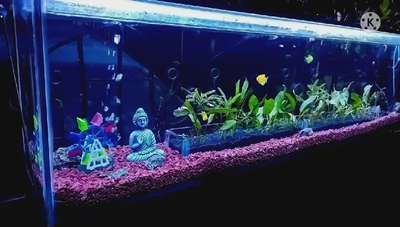 semi planted with budha🍃