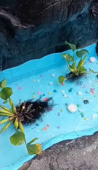 #aquarium  #Artificial  #naturelove