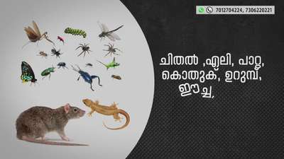 ചിതൽ, ഉറുമ്പ്,പല്ലി,പാറ്റ ,ഇഴ ജന്തുക്കൾ,മറ്റു പ്രാണികൾ ഇവയിൽ നിന്നെല്ലാം നിങ്ങളുടെ വീടിനെ പൂർണമായും സംരക്ഷിക്കാൻ..
All kerala Service. Contact  070127 04224
 #pest #pestcontrol #pestmanagement #pestcontrolservice #home #homedecor #homeowner #homedesign #house