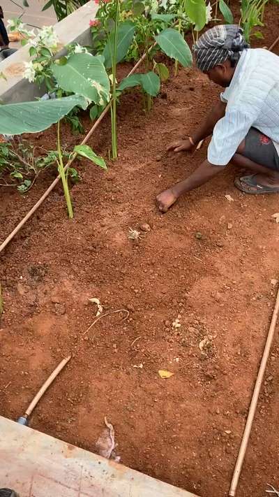 Subsurface Drip line installation

 #irrigation  #dripirrigation  #automationsolutions  #sprinkler  #BalconyGarden  #LandscapeGarden  #Landscape