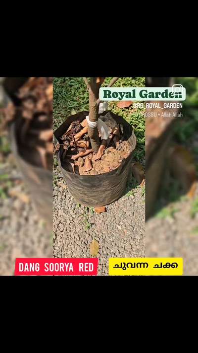 Dang Soorya Red[ചുവന്ന ചുളയുള്ള ചക്ക ]
 #LandscapeGarden  #GardeningIdeas  #LandscapeIdeas  #plant  #HomeDecor