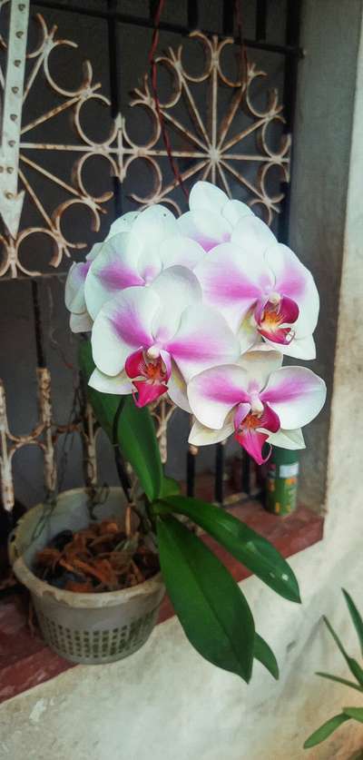 some of my orchid collection #phalanopsis #mokara #cattleya