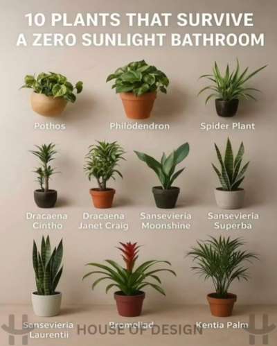 INDOOR PLANT