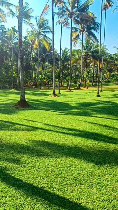 ജയം എന്ന് പറയുന്നത് എപ്പോഴും ഒന്നാം  സ്ഥാനത്തു വരുന്നത് അല്ല! നിങ്ങളുടെ കഴിവിന്റെ പരിധിയിൽ എത്ര നന്നായി ശ്രമിച്ചു എന്നാണ്!! Keep trying... Success is sure because you are trying!!  So you also must keep trying!!

Pearl Grass available... 🌿🌿

#PearlGrass #BuffaloGrass #MexicanGrass #IndoorPlants #LandscapeIdeas #LandscapeGarden #lanscapephotography #landscapearchitecture #Architect #architecturedesigns #Architectural&Interior #architecturekerala #kerala_architecture #InteriorDesigner #HouseDesigns #best_architect #architecture  #Kozhikode #Malappuram