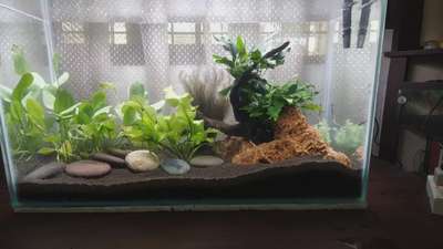 #planted  #aquarium #fishtank