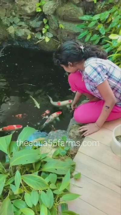 client's daughter hand feeding their kois. 
kindly ring me @8547483891 for setting up beautiful koi pond setups,  filtrations or alterations for your koi ponds. 
 #tirur  #koiponddesign  #japanesekoi  #koifish  #feeding  #indooraquarium  #indoorkoipond  #outdoorkoipond  #japanesekoipond  #japanesekoi #jumbokois  #indoordesigns  #indoorgarden